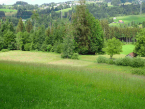 Weide im Sommer klein